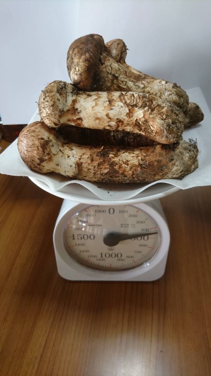 国産 松茸 岩手県産 約430g 430g信州産松茸① 松茸 430g 岩手県