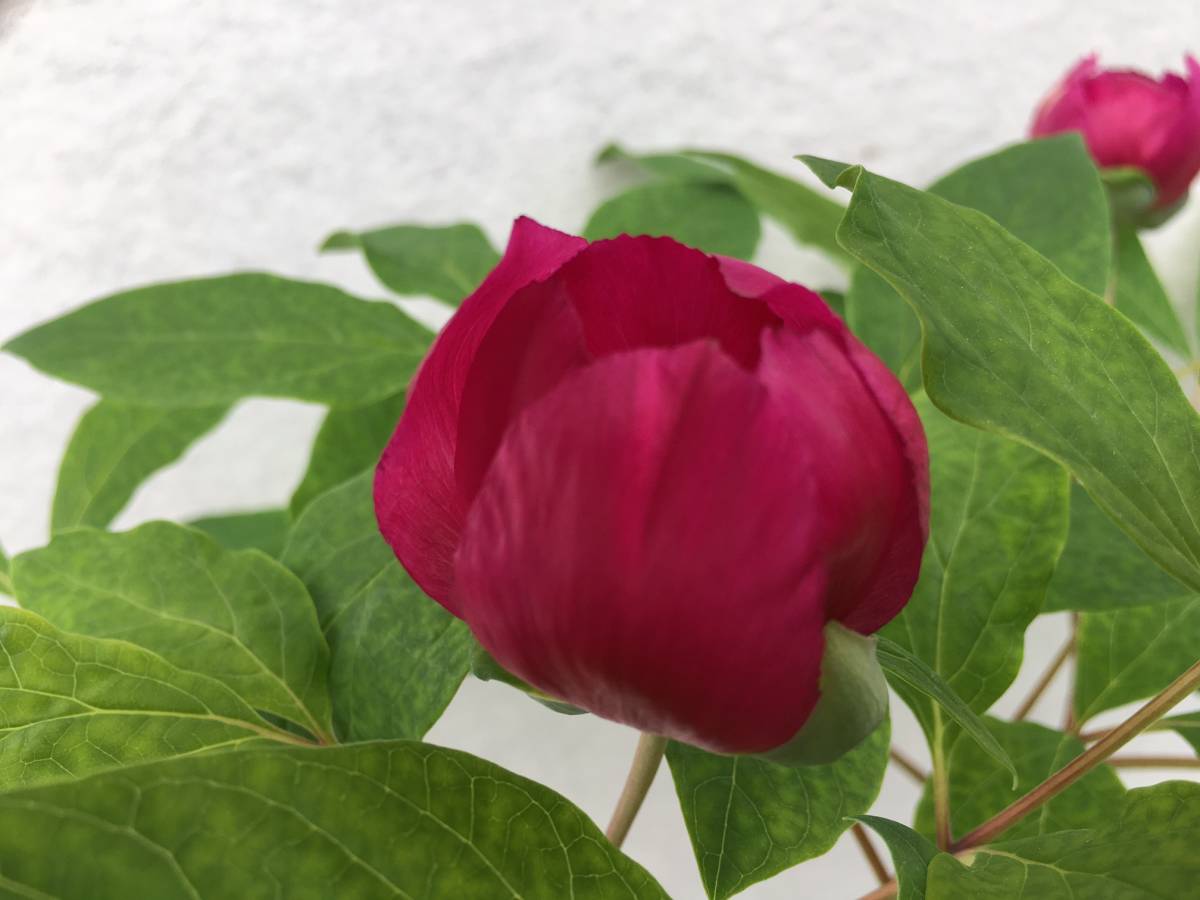 AA◇極濃色赤花、銘品◇「栗駒紅姫」◇実生2年生