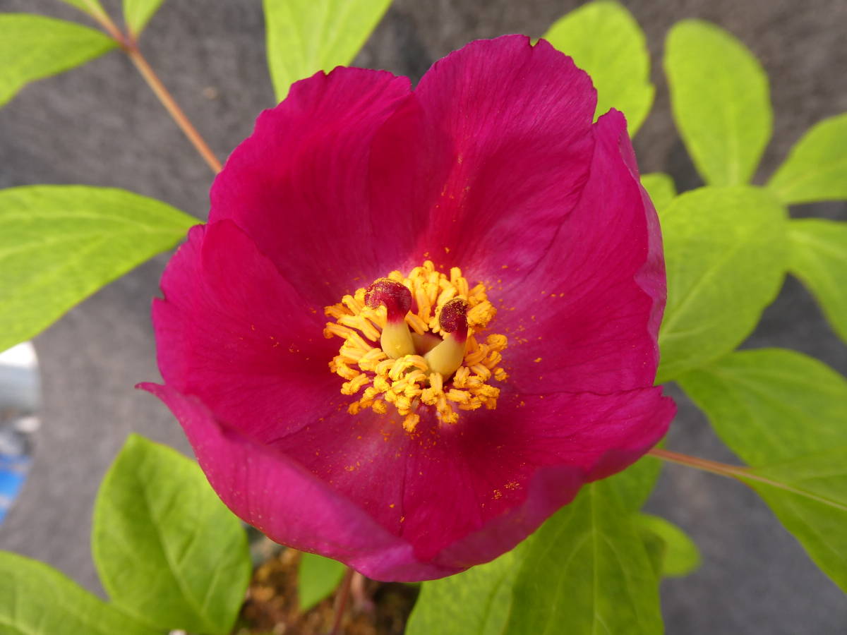 AA◇極濃色赤花、銘品◇「栗駒紅姫」◇実生2年生