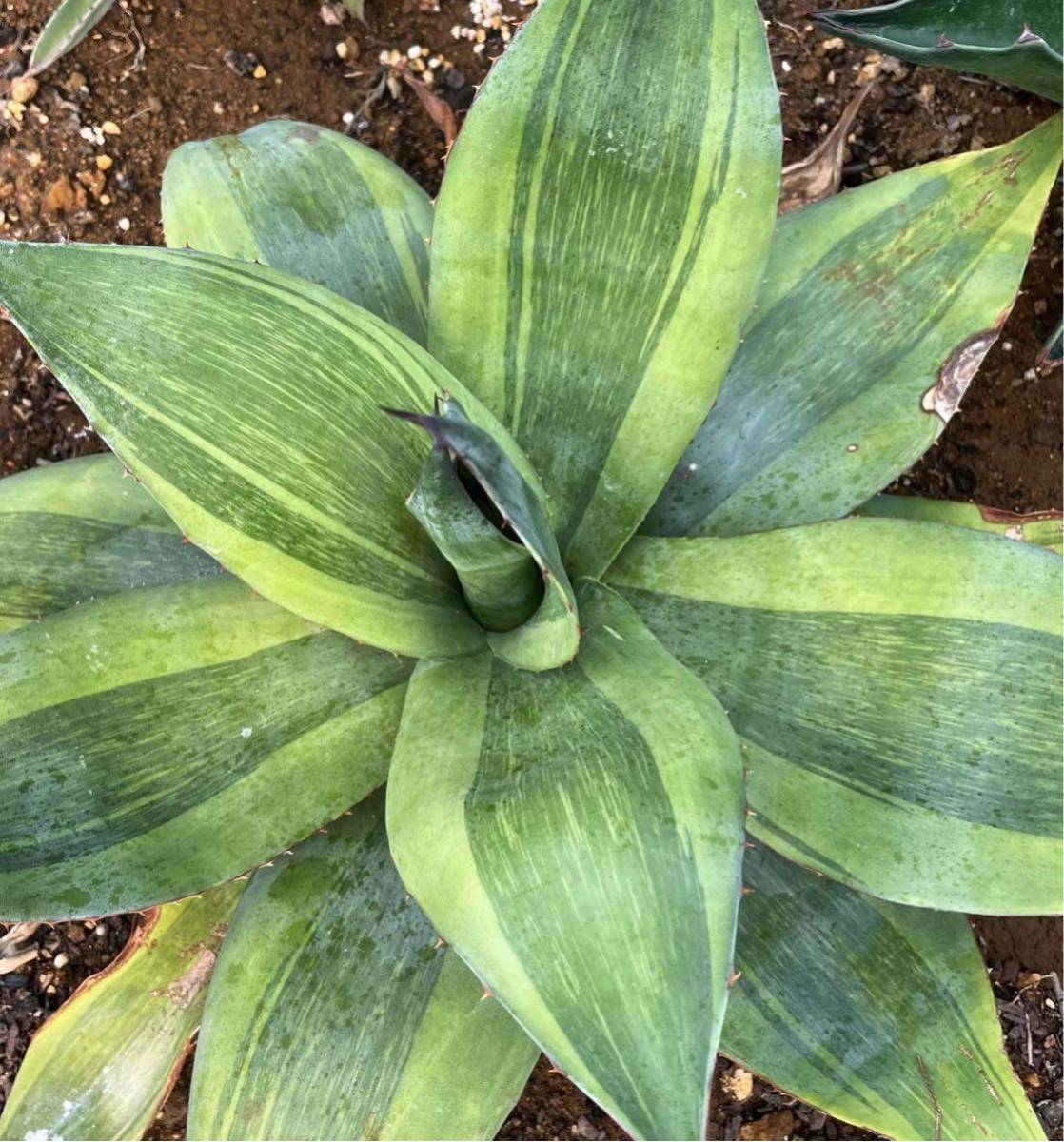 -Ns- 美種　　アガベ　オバティフォリア　キラー