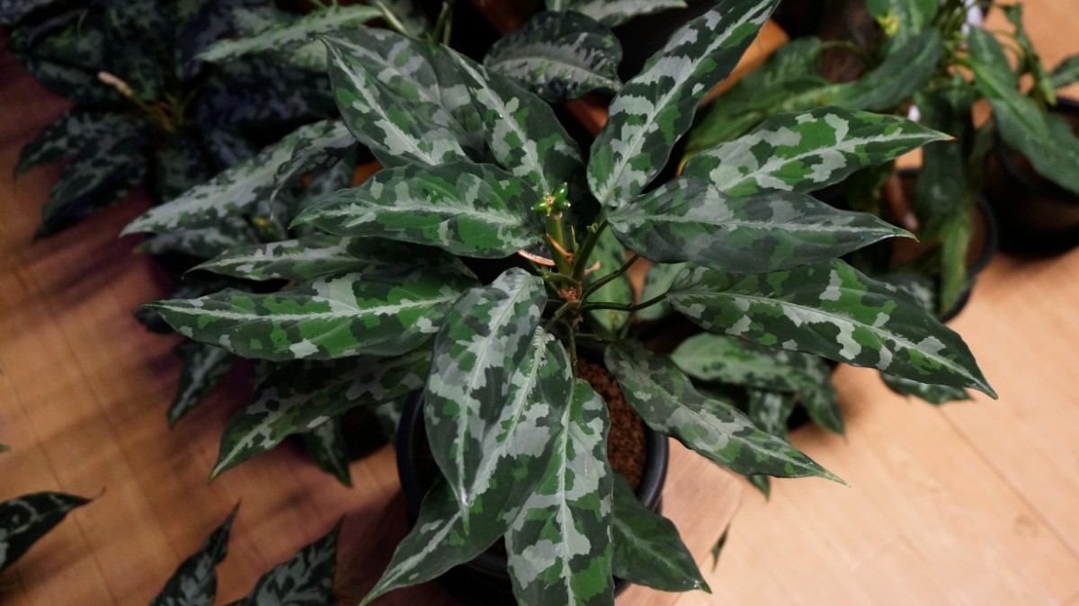 aglaonema pictum LA0819-01b アグラオネマ LA便 aglaonema pictum LA0819-01b アグラオネマ LA便