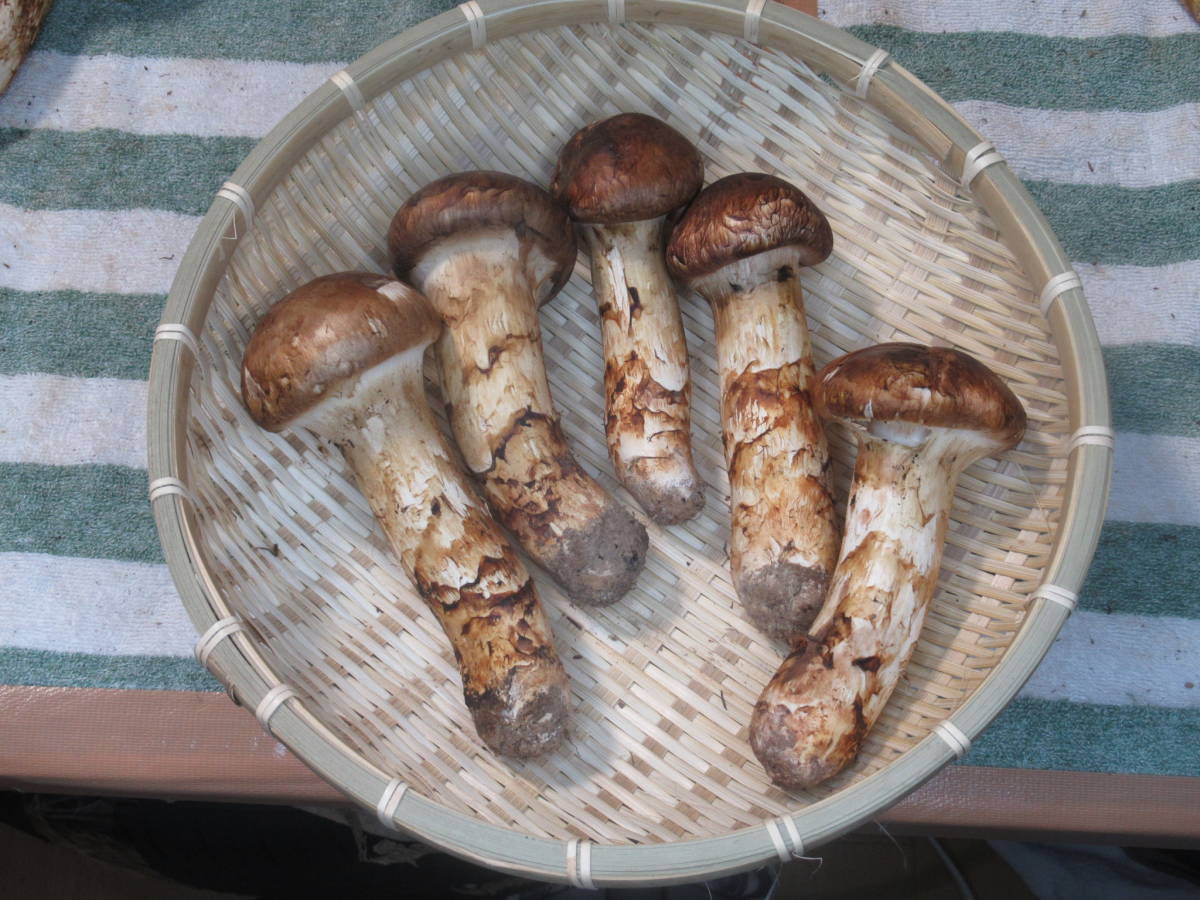 本当にいい松茸採れてます◇ヤフー1000特上Y6◇広島県産松茸