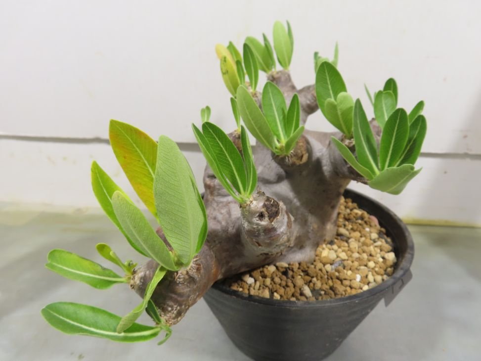 チ4347 ワ0032 「塊根植物」パキポディウム ブレビカリックス 植え【一