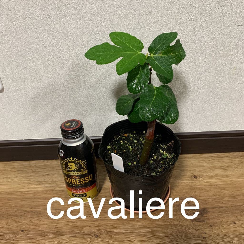 いちじく苗 Cavaliere イチジク苗 3年生 cavaliere 剪定穂木付き 結実