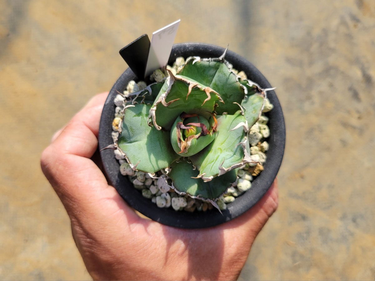 アガベ チタノタ アガベ 白鯨 旧来白鯨 カトーエンゲー 57 '