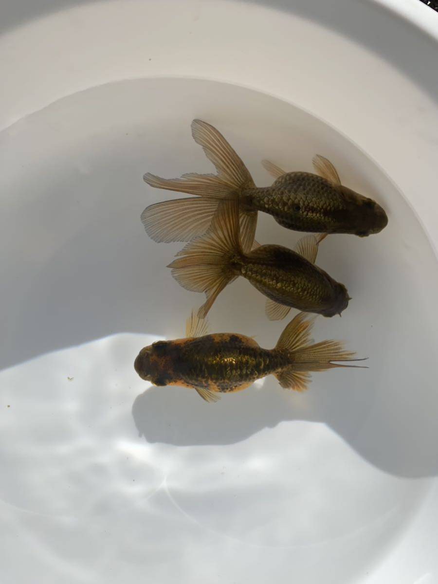 津軽錦　当歳　3匹セットa