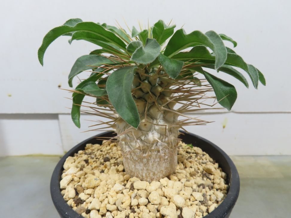新品，SALE ヲ8338 「塊根植物」パキポディウム ナマクアナム 植え