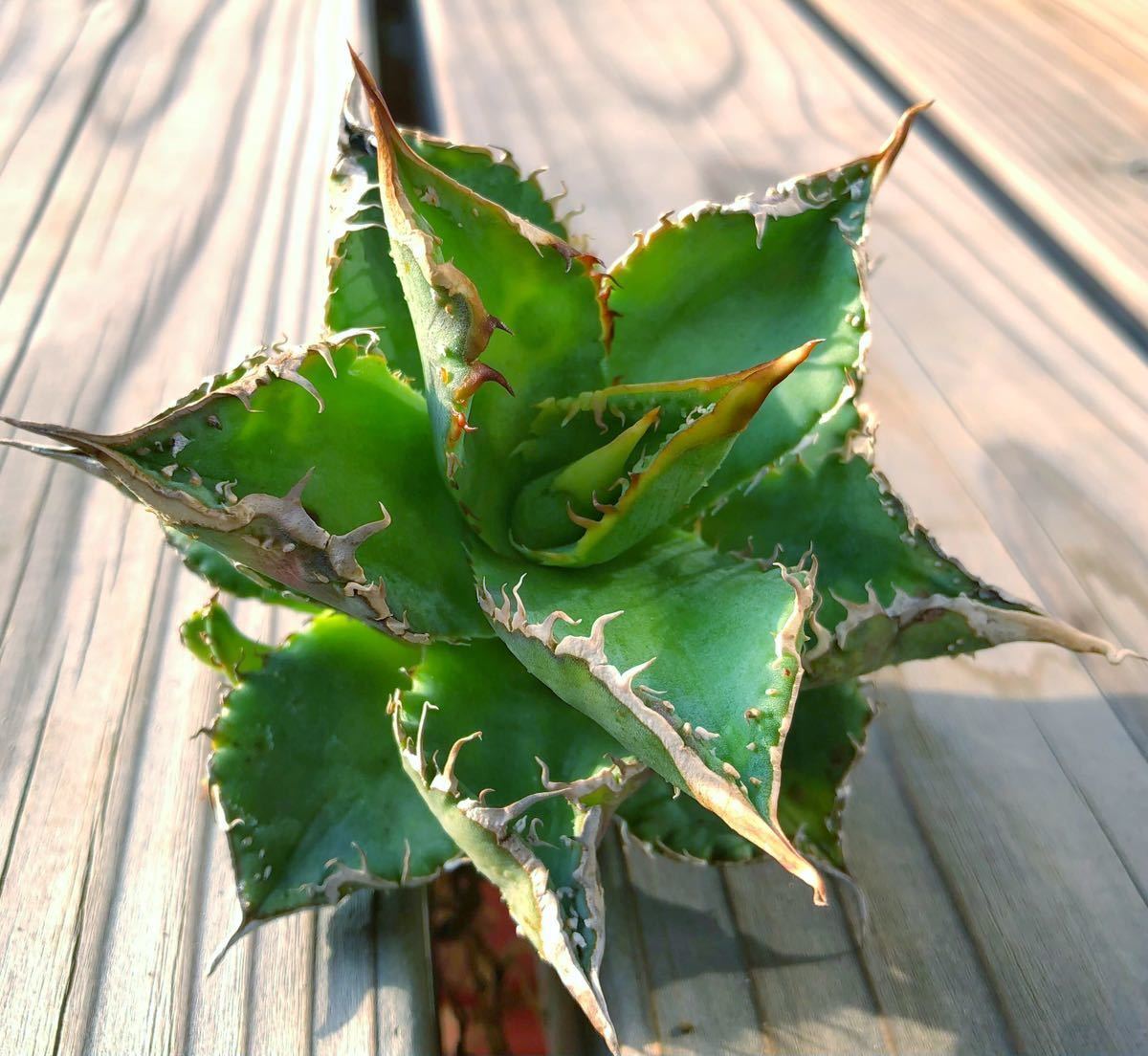 hp 77 アガベ ホリダ 実生株 osp育成株 w約12cm