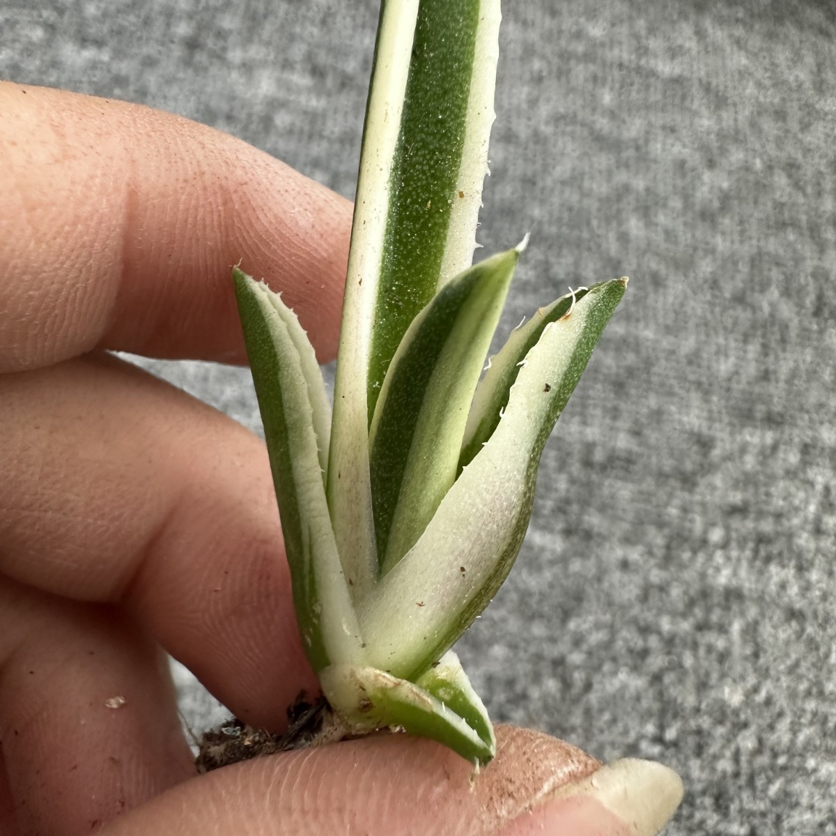 アガベ チタノタ 多肉植物 特選 霸王竜強棘 Agave 極上 龍園觀No.A428