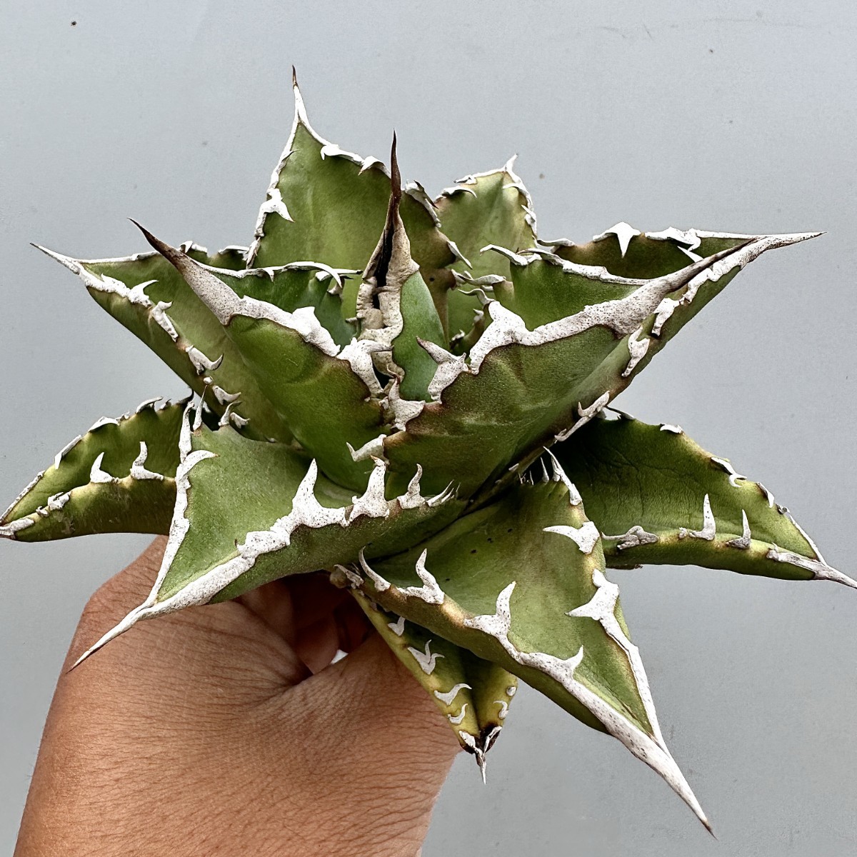 アガベ チタノタ agave 老白鯨 | 狂刺夕映 - 22苗 子株 狂棘夕映厳