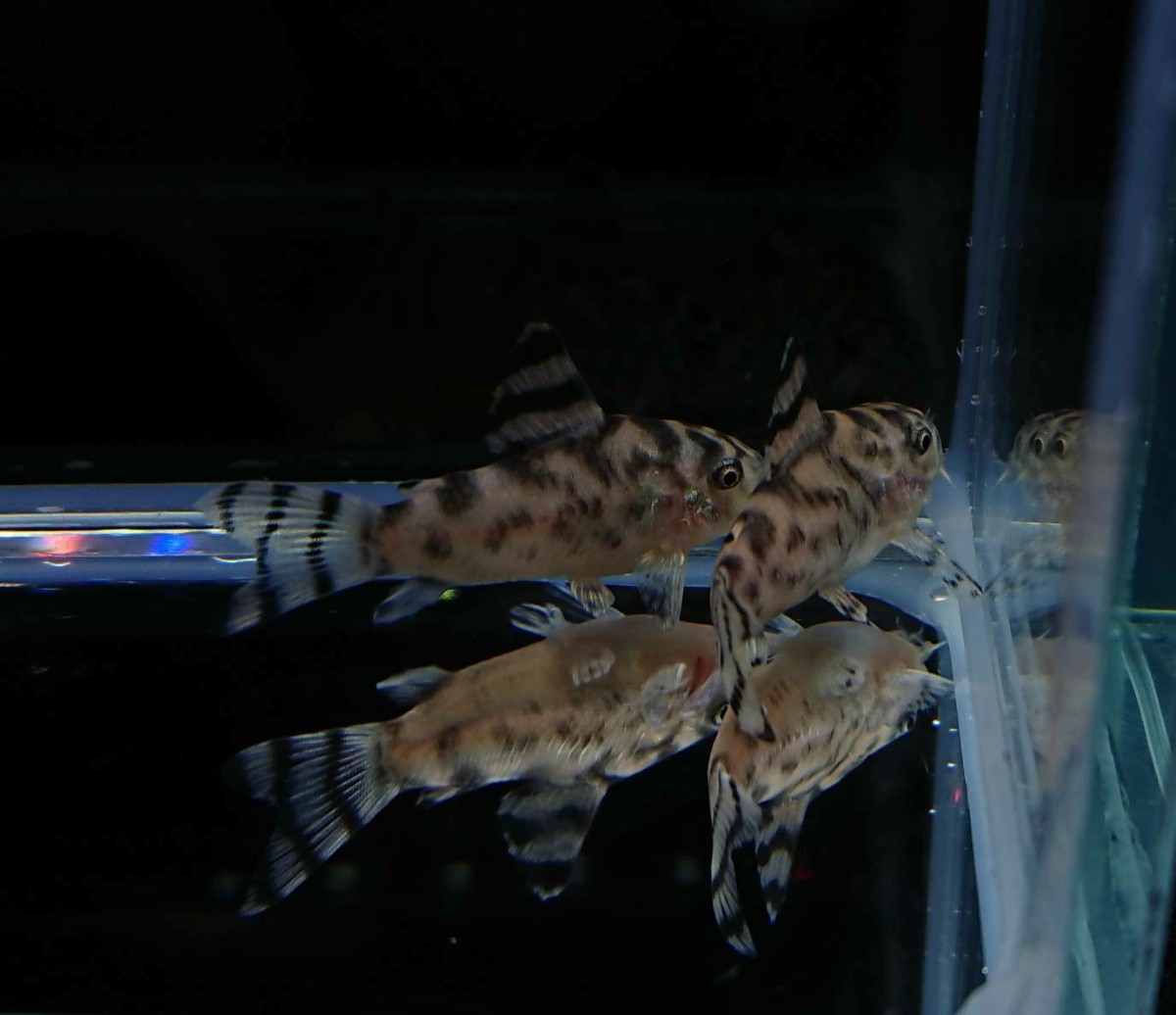 【 ゼブリーナ 】【2匹】【 CW111 】【WILD F1】【 ブリード 】【 3.5cm前後 】【死着保証有】【 コリドラス】【ヒゲ腹ひれ欠けあり】