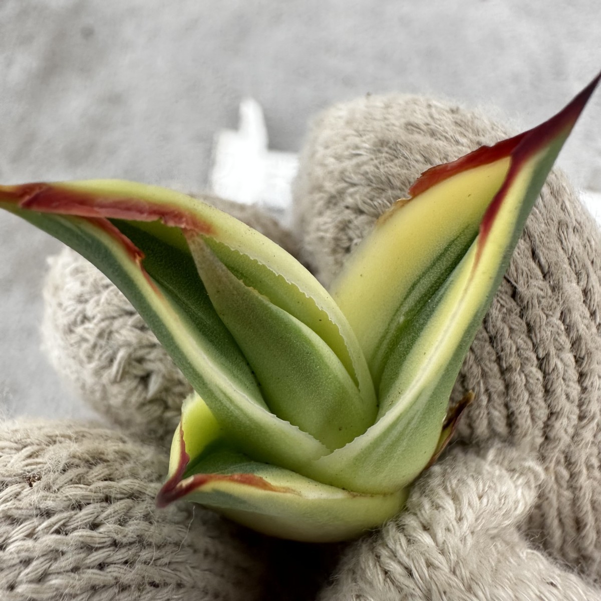 O42 超特選 アガベ ホリダ horrida 黄中斑 超希少錦 鮮明錦 極上株 O42