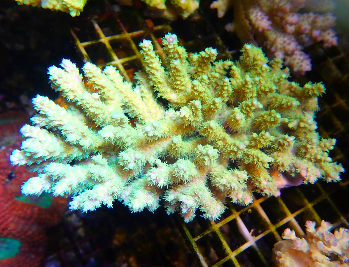 FM！　一発オークション　アクロポラ　２ー左上me　ミドリイシ　ＡＵインターフィッシュ　（1122）