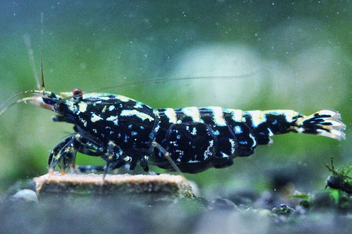 【本日限定】《Howl＆Louis》Galaxy fishborn Snow flower spider leg もりもり抱卵 超極上 種親にどうぞ ⑨