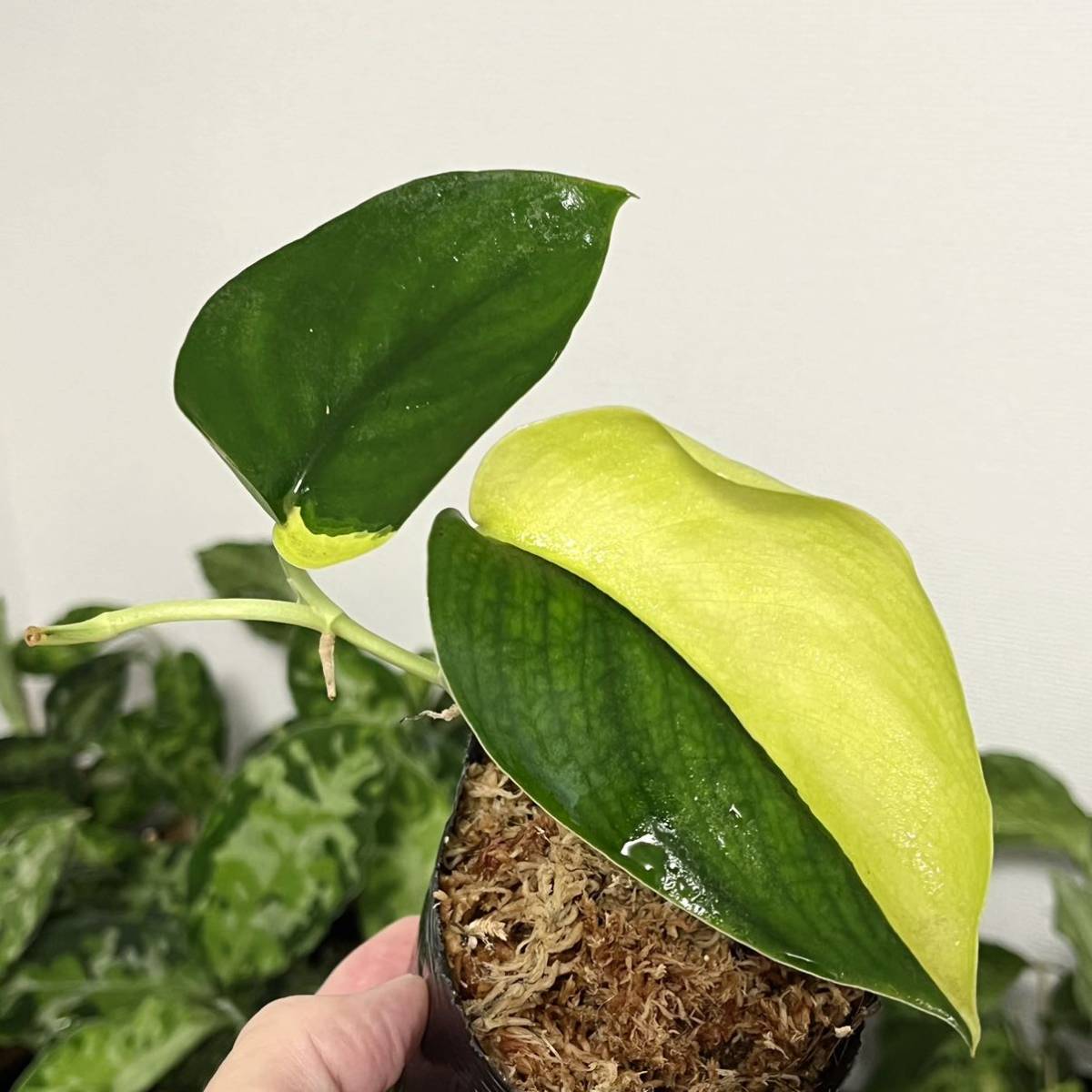 人気SALE，爆買い 53 Scindapsus Jade Satin variegated スキンダプサス ジェイド サテン 斑入り(その他)｜売買されたオークション情報、yahooの商品情報をアーカイブ公開 - オークファン その他