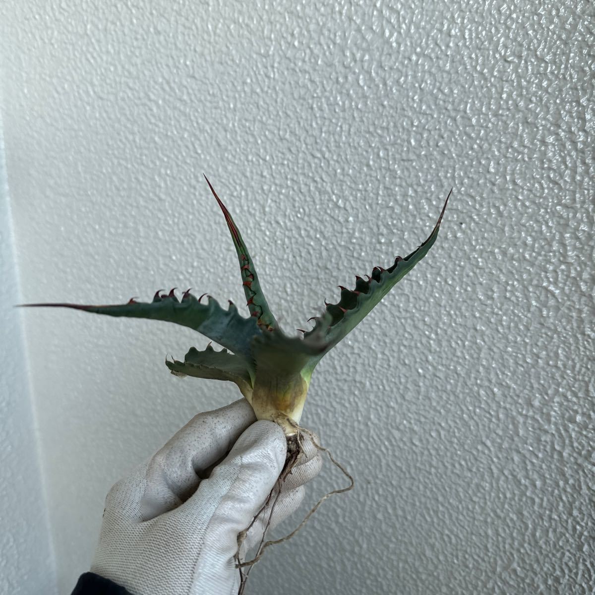 アガベ ジェントリージョーズ 2株セット 値引不可 アガベ ジェントリー