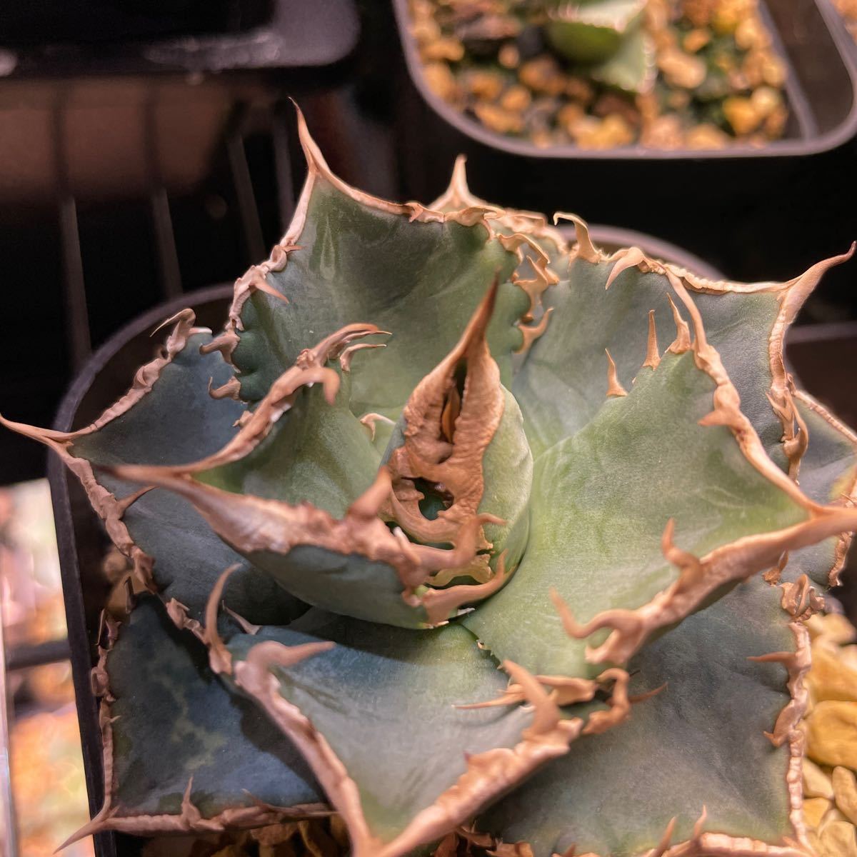 アガベ agave チタノタ 清櫻 子株 | HYFIREWIRELESS.COM