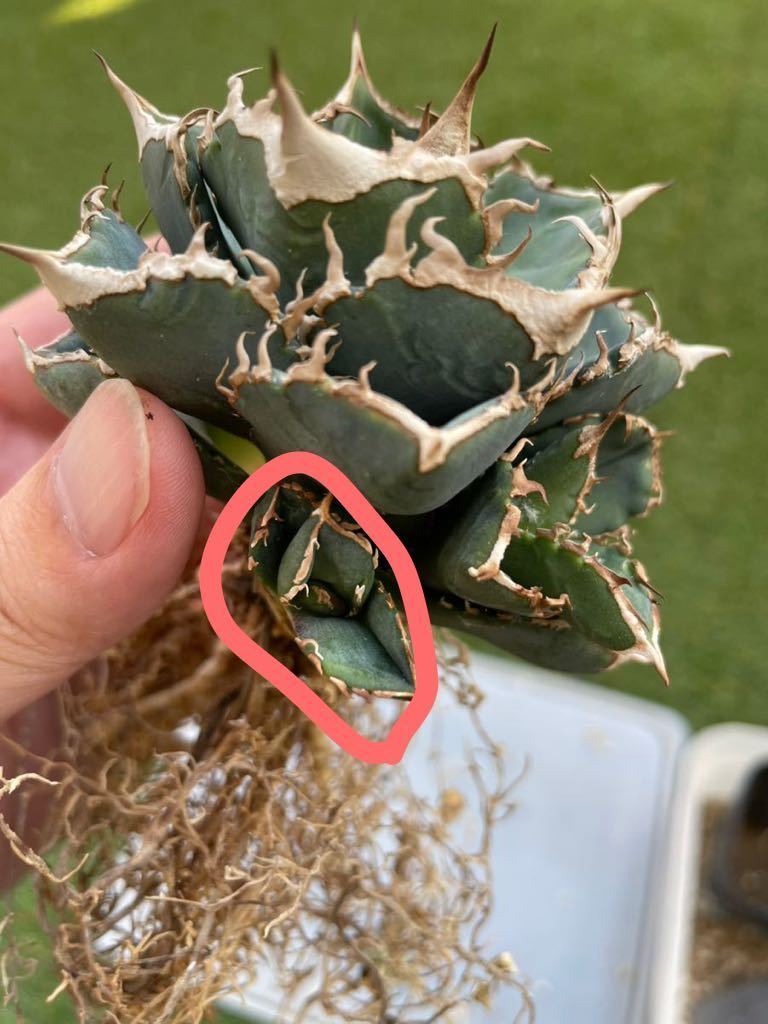 アガベ agave チタノタ 清櫻 子株 | HYFIREWIRELESS.COM