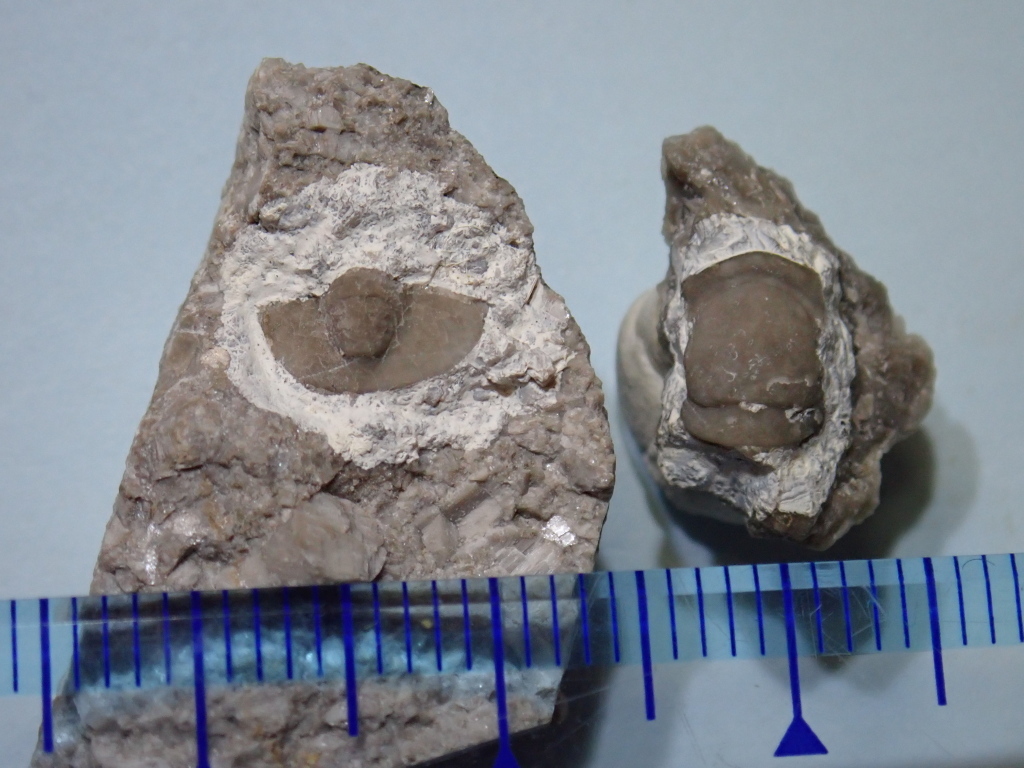 横倉山白石大沢産　三葉虫プロエタス部分化石