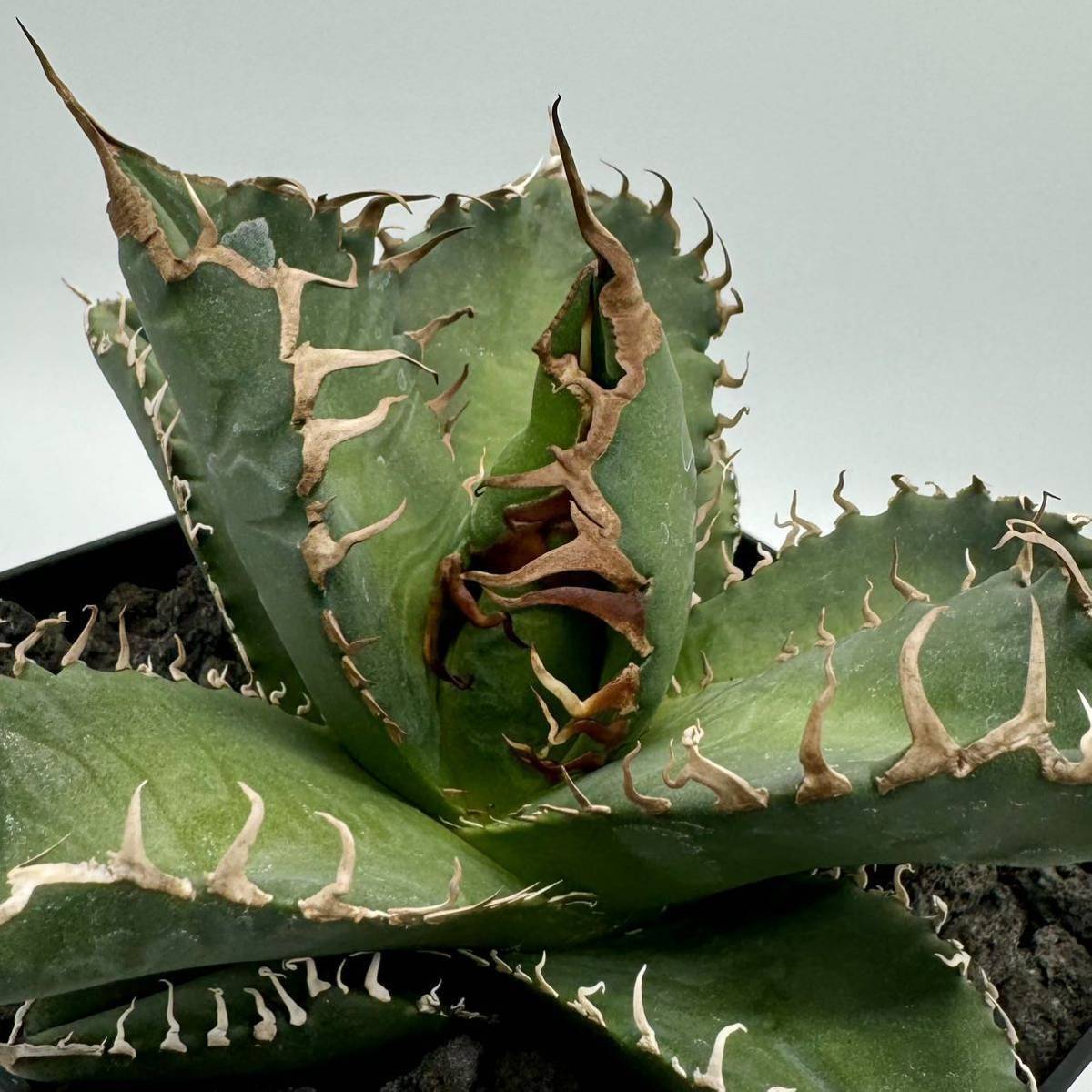 titanota Agave super アガベ GREEN ⁄CACTUS チタノタ スーパー 悪魔