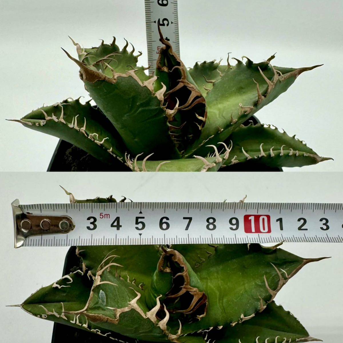 titanota Agave super アガベ GREEN ⁄CACTUS チタノタ スーパー 悪魔
