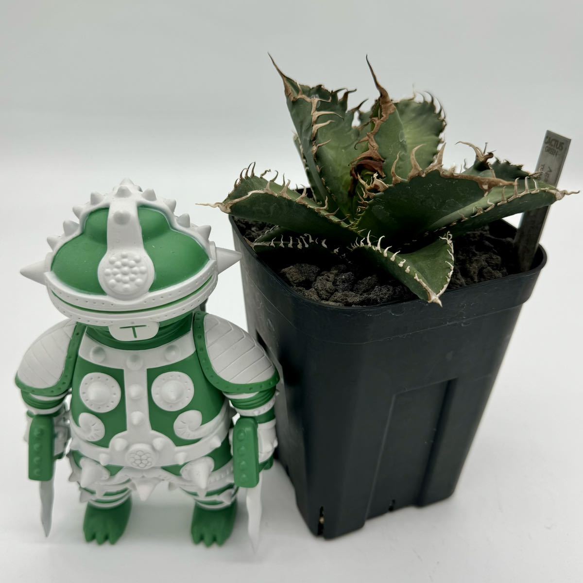 titanota Agave super アガベ GREEN ⁄CACTUS チタノタ スーパー 悪魔