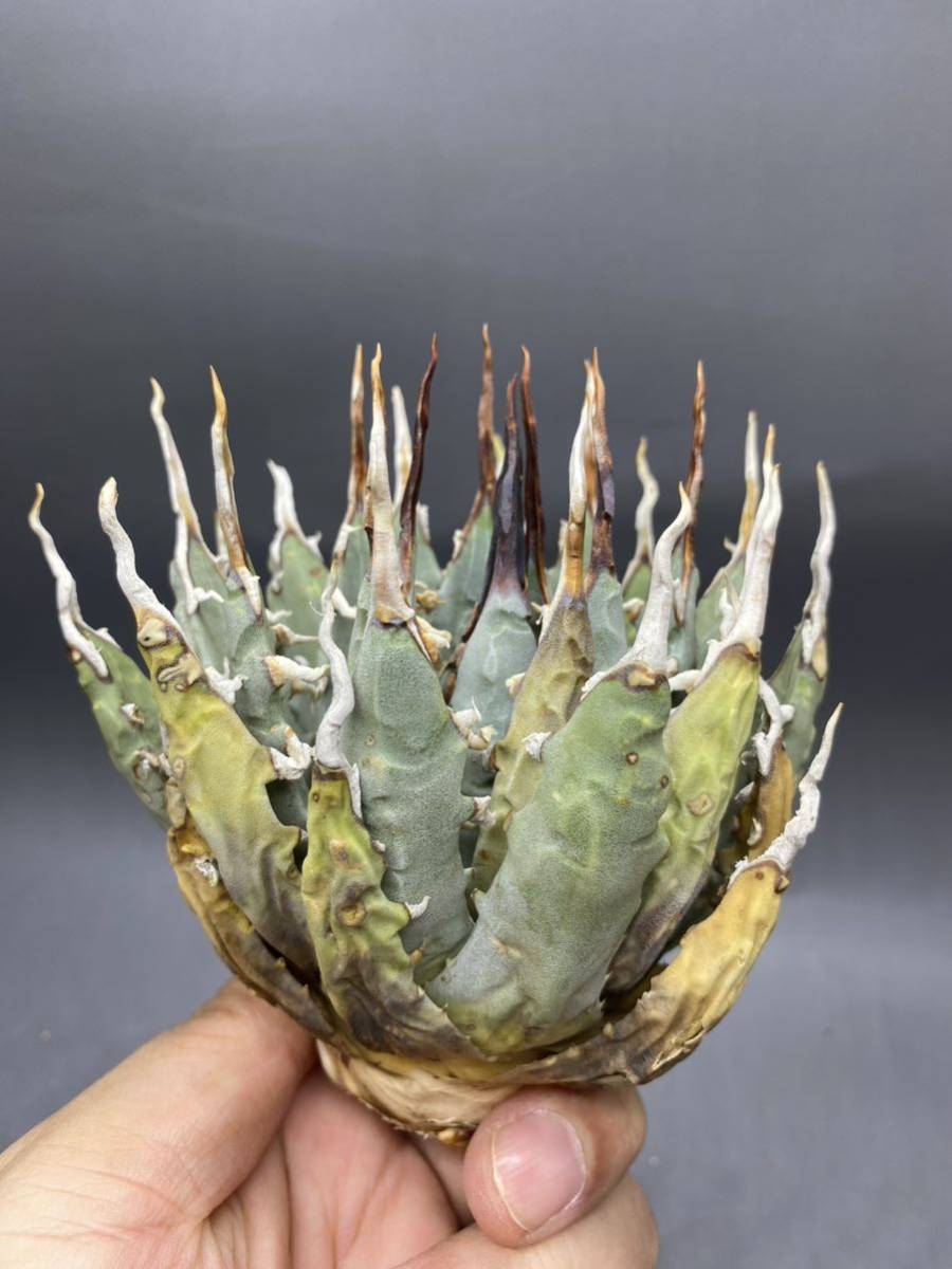 ‼️大株美株‼️陽炎　蕾　アガベ　エボリスピナ 大株美株‼️陽炎 蕾 アガベ エボリスピナ 大株美株‼️陽炎 蕾