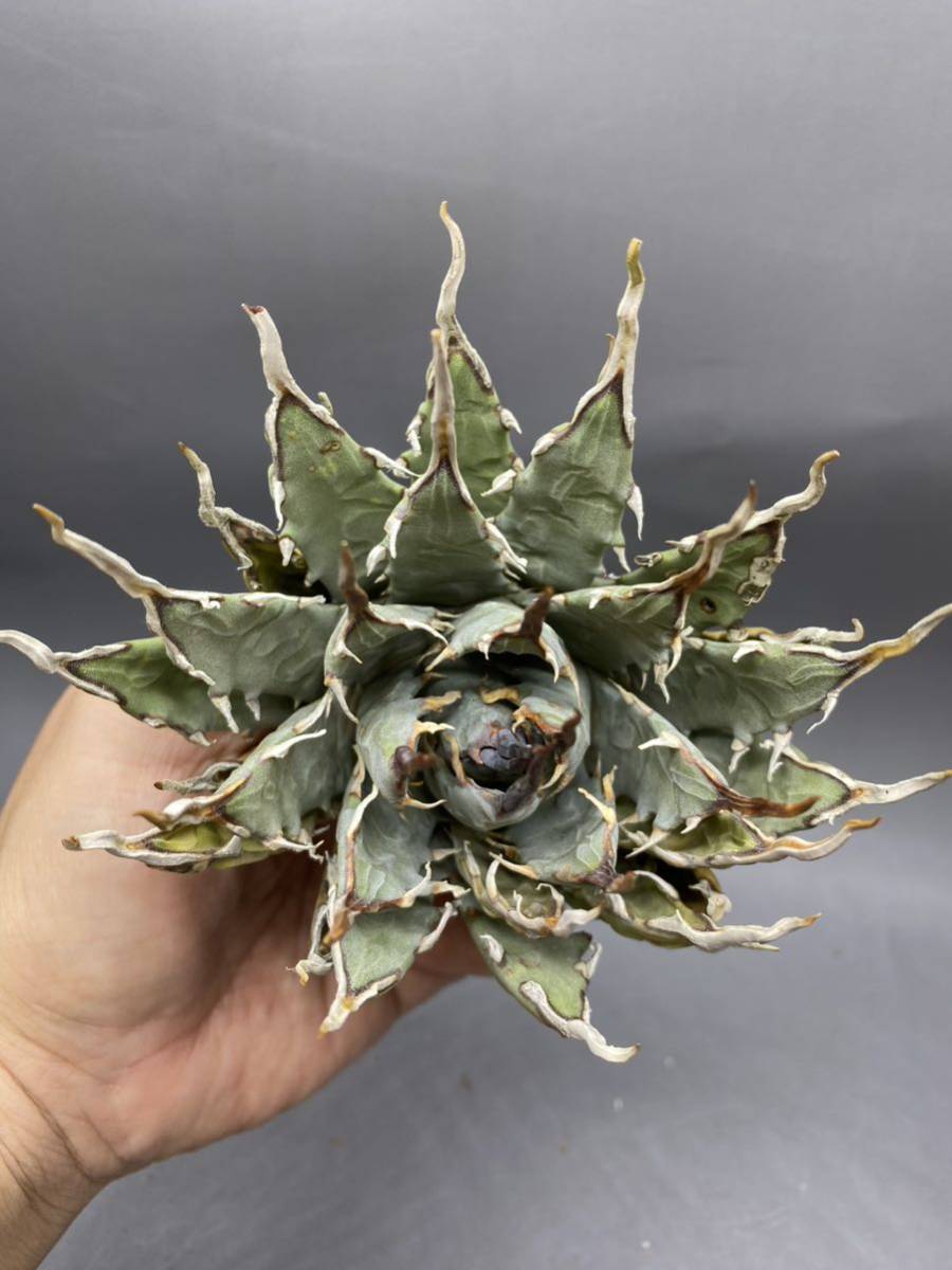 ‼️大株美株‼️陽炎　蕾　アガベ　エボリスピナ 大株美株‼️陽炎 蕾 アガベ エボリスピナ 大株美株‼️陽炎 蕾