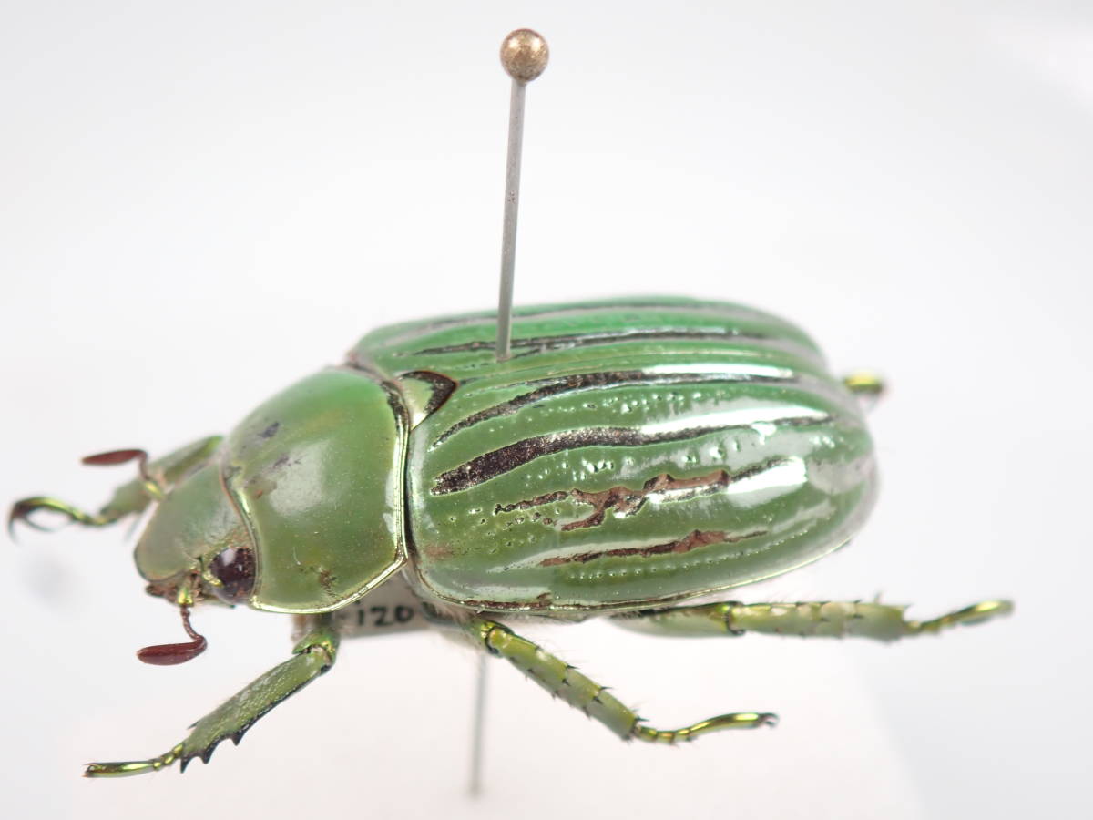 USA産 ウグイスコガネ 22mm アリゾナ州産 グロリオサウグイスコガネ