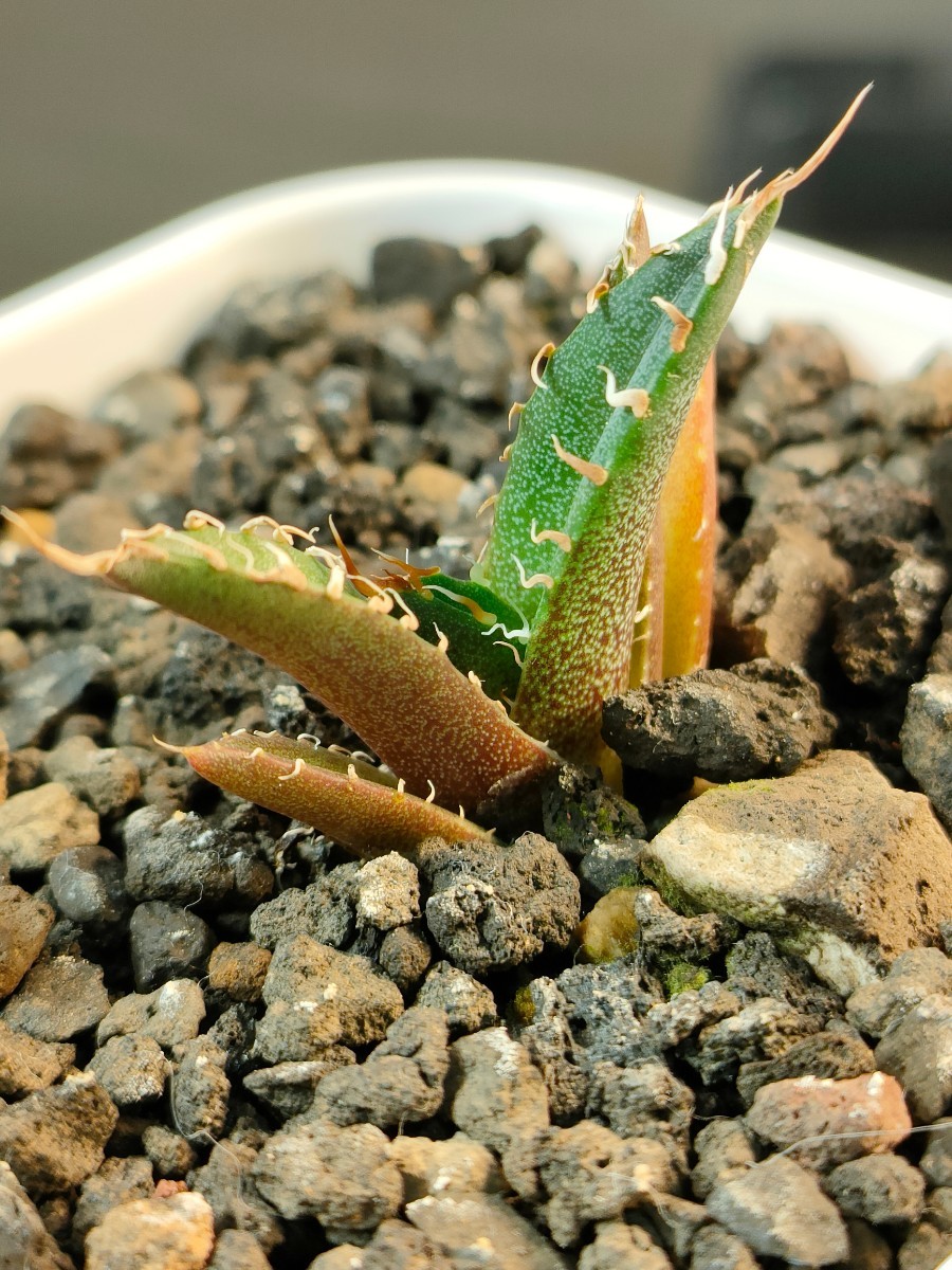hiiro】② 発根済 アガベ タグ落ち 謎ノタ 子株 agave TC（検 チタノタ