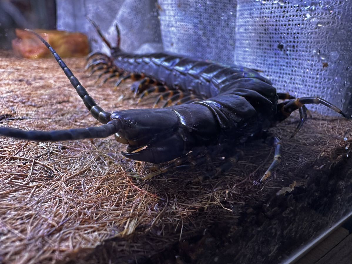 世界最大種！30cmベネズエラブラックジャイアントセンチピード　Scolopendra gigantea ムカデ　オオムカデ　奇虫_2