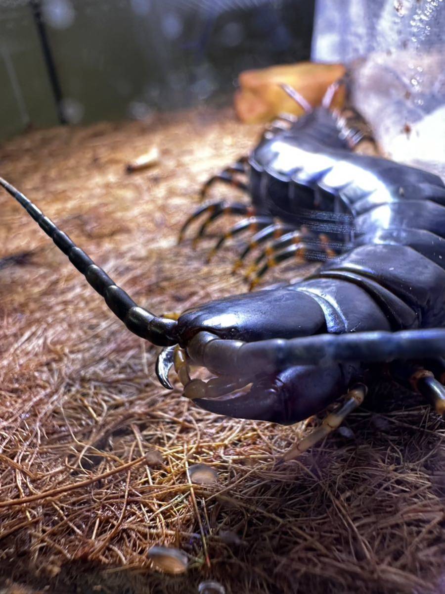 世界最大種！30cmベネズエラブラックジャイアントセンチピード　Scolopendra gigantea ムカデ　オオムカデ　奇虫_3