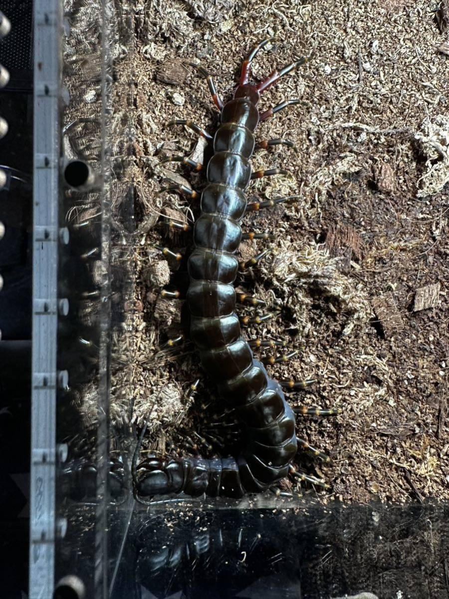 世界最大種！30cmベネズエラブラックジャイアントセンチピード　Scolopendra gigantea ムカデ　オオムカデ　奇虫_4