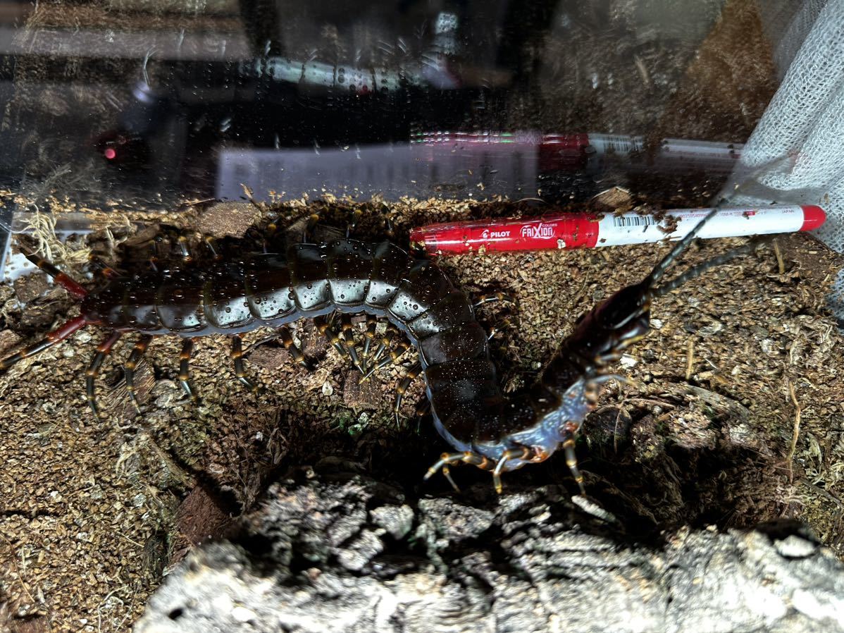 世界最大種！30cmベネズエラブラックジャイアントセンチピード　Scolopendra gigantea ムカデ　オオムカデ　奇虫_6