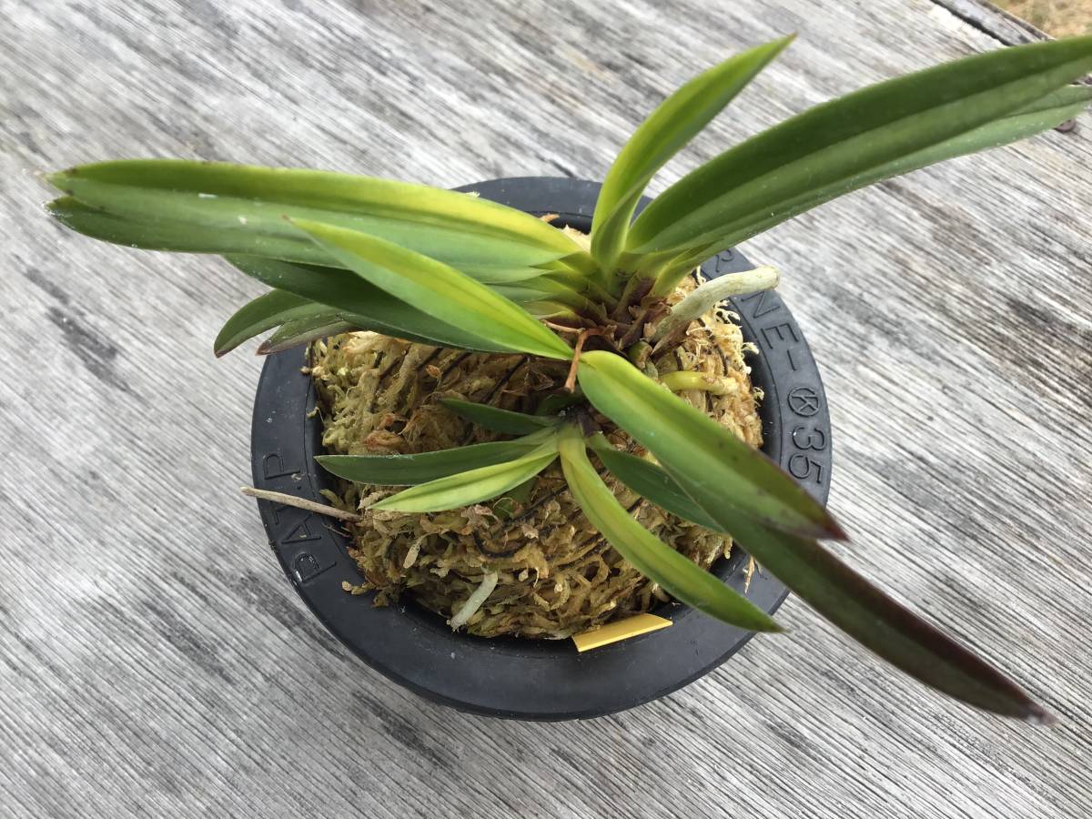 ◇富貴蘭 白牡丹◇