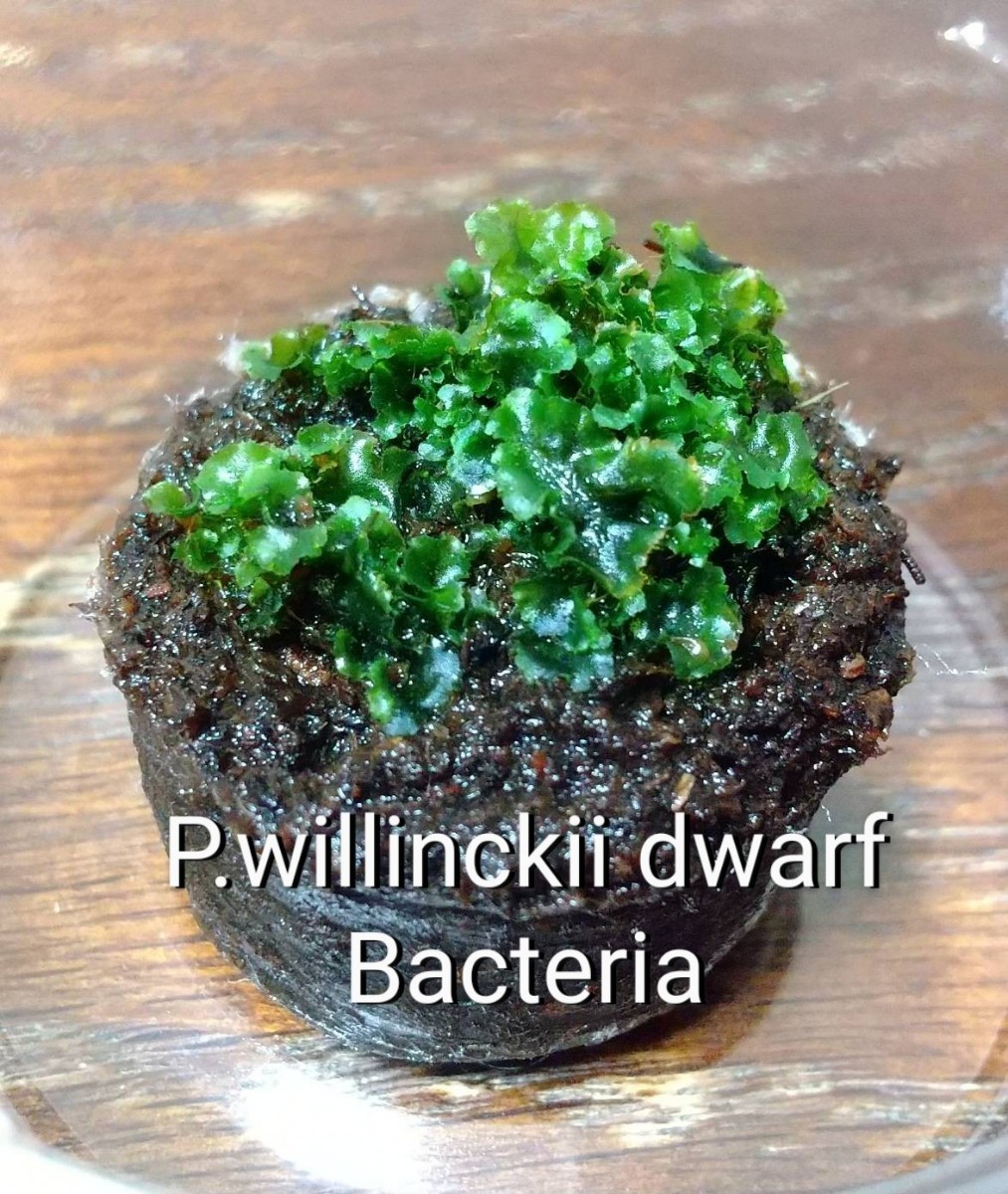 ビカクシダ ウィリンキー ドワーフ バクテリア 胞子培養 前葉体 胞子