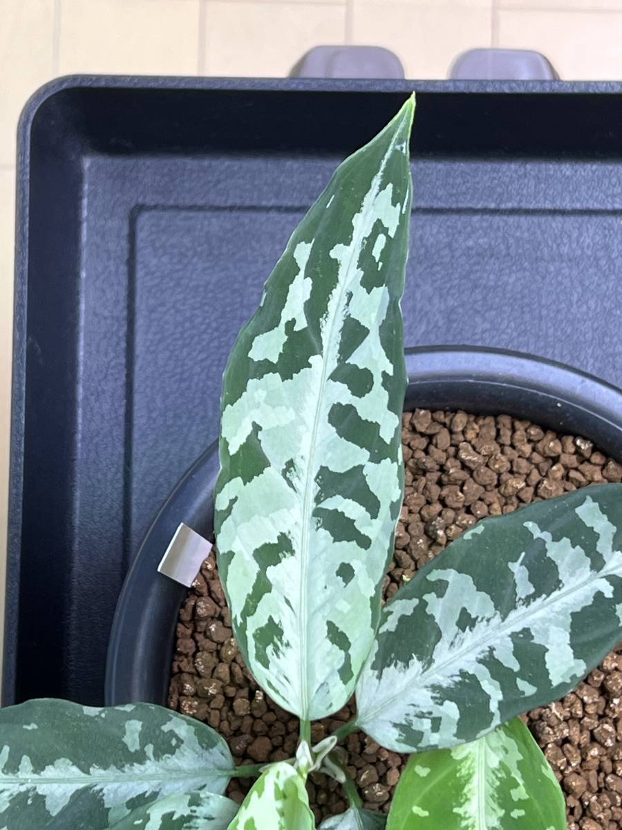 Aglaonema pictum A