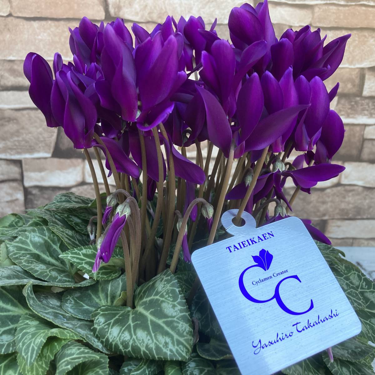 ★★★数量限定シクラメン（３鉢限定）　数量3　大栄花園オリジナル　江戸ノ青　５号鉢