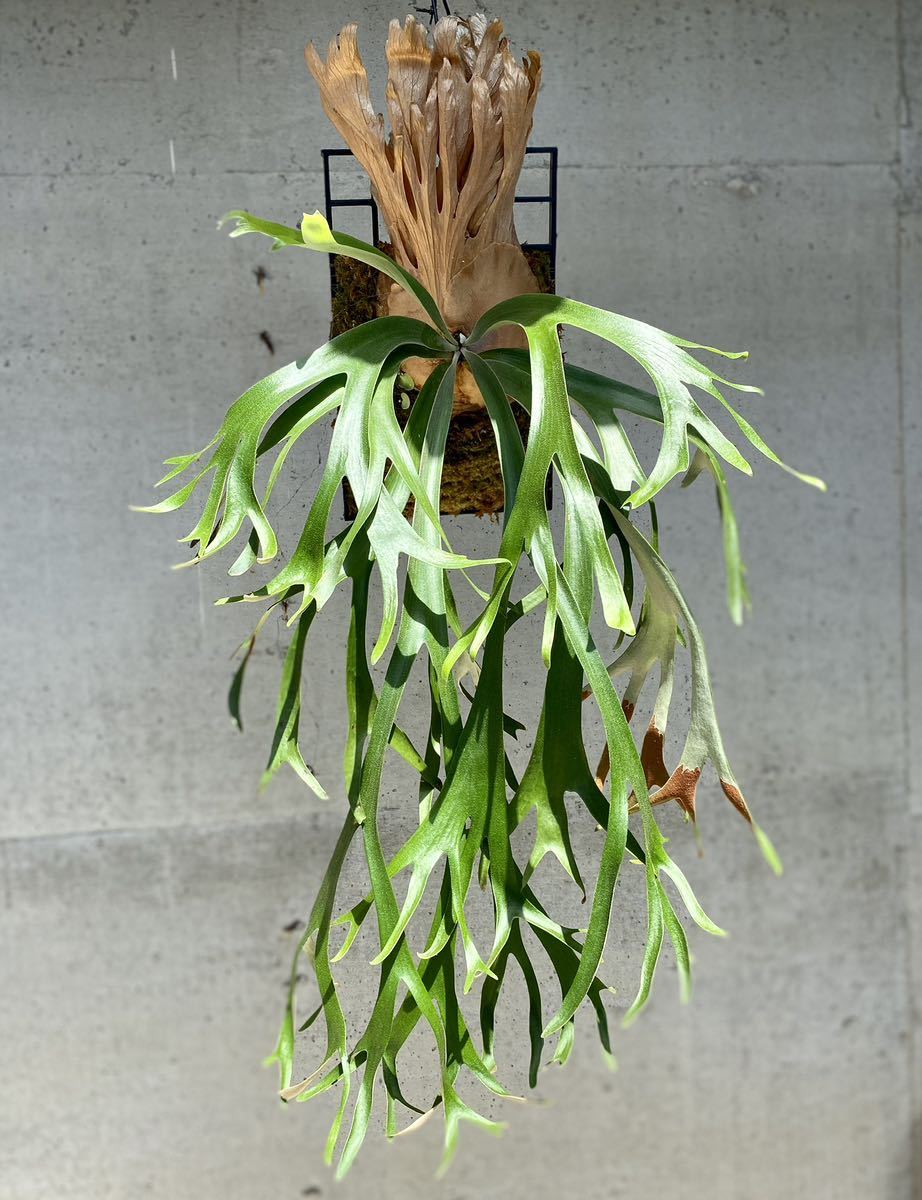 P. willinckii kaika 板付 子株 P.willinckii 'baileyi' 子株付