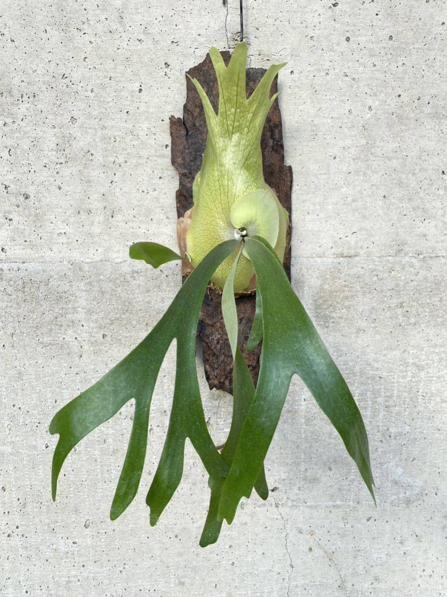P. willinckii kaika 板付 子株 P.willinckii 'baileyi' 子株付