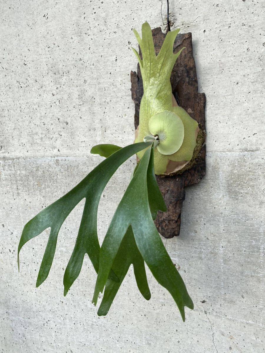 P. willinckii kaika 板付 子株 P.willinckii 'baileyi' 子株付