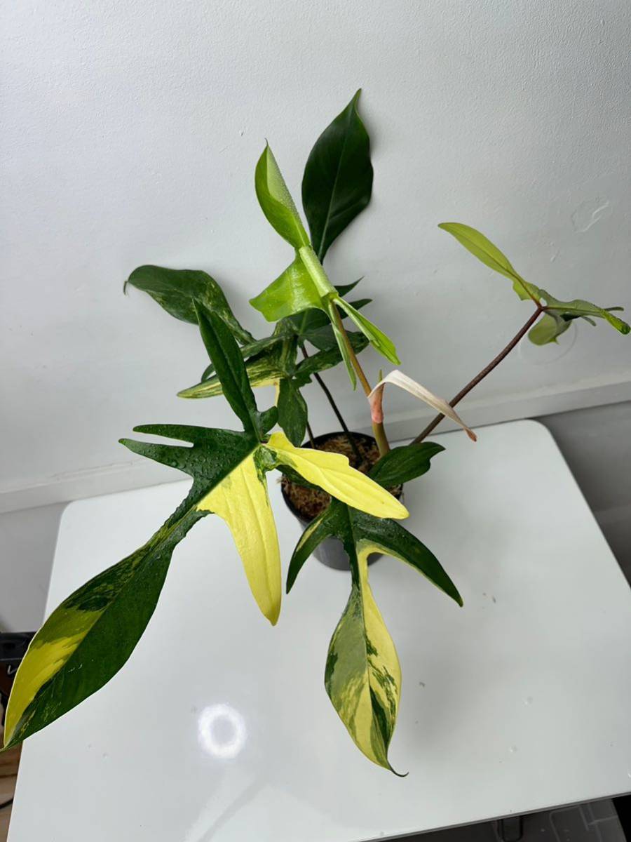 フィロデンドロンフロリダビューティー斑入りPhilodendron