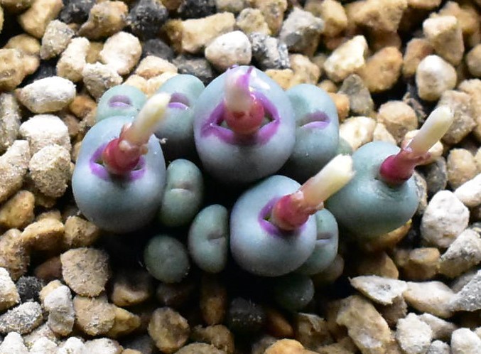 Conophytum pageae コノフィツム - PV1380B 0 (PV1380) #1439.01 Heads