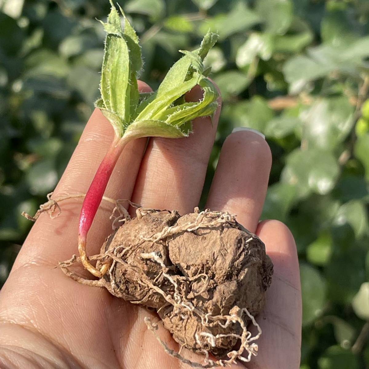 【283】多肉植物 / 球根　エリオスペルマム フォリオリフェルム Komaggas　/　Eriospermum folioliferum