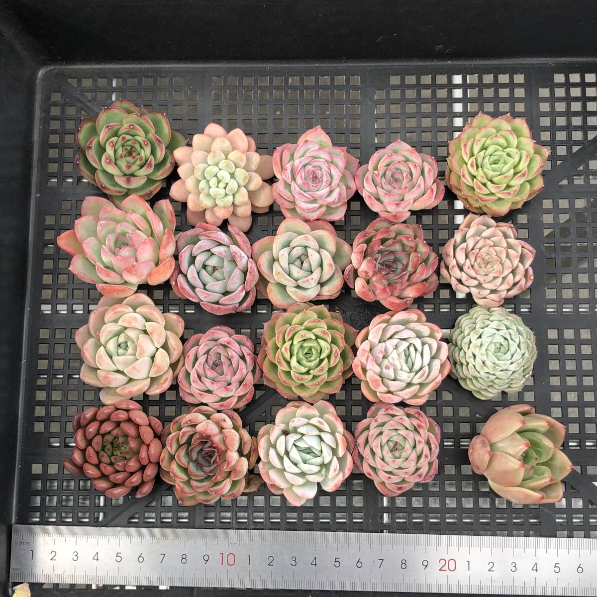 * Top　エケベリア20個 1211-OR-25 多肉植物 カット　雑交　