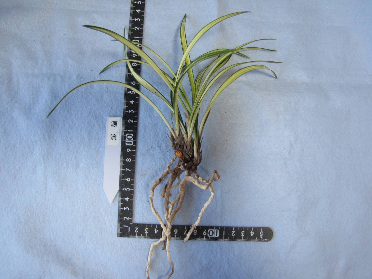 韓国春蘭◇黄中透け縞◇源流