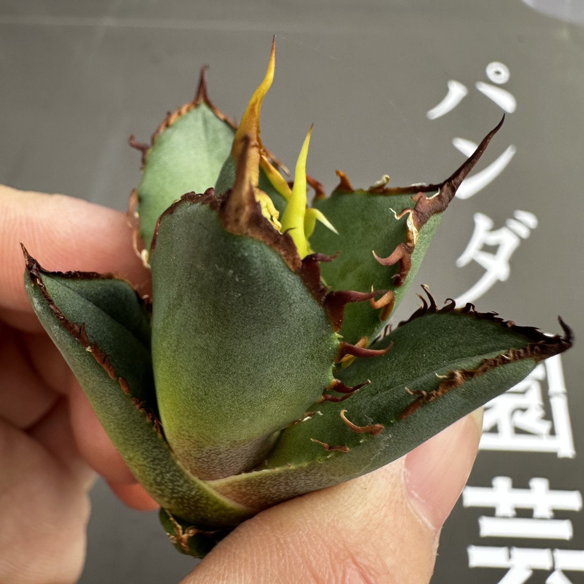 B-9多肉植物アガベ チタノタ ハデス Hades 黒帝斯 恐龍牙歯 強棘 30株