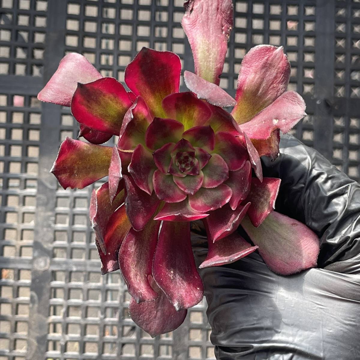 50株 D11-8 多肉植物 エケベリア トンジャク　アエオニウム 超美苗 サボテン 観葉植物 花 園芸　レア種