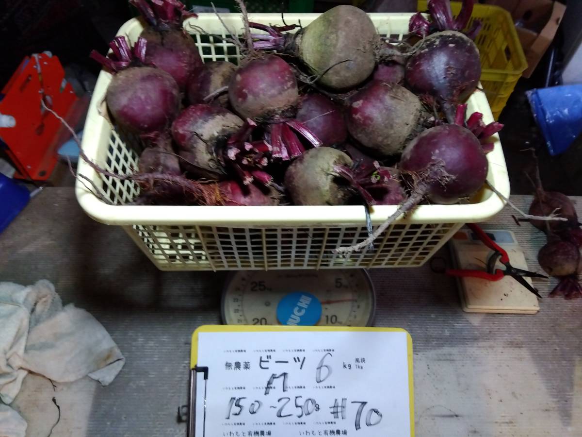 ビーツM#79●150~250g程度●3500円、送料無料●無農薬無化学肥料●いわもと有機農場●青森県産beets bettereraves свекла Rben