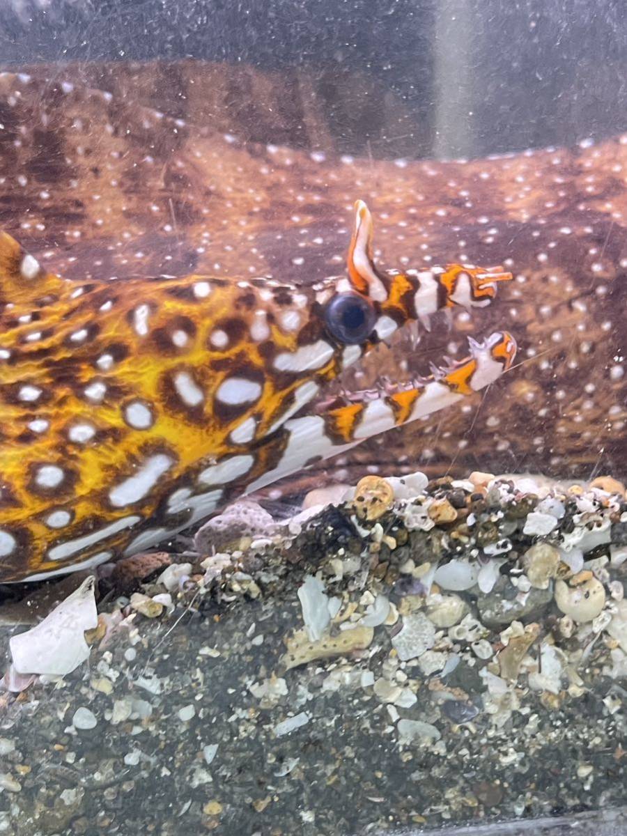 餌よく食べます!【トラウツボM1匹】５０-５５cm± トリートメント済 海水魚 ウツボ かっこいい魚 ドラゴンモレイ